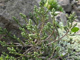 Helichrysum selago var tumidum